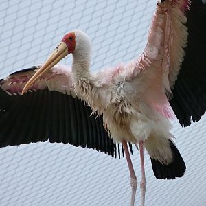 Yellow-billed stork -ZooParc de Beauval (2025)