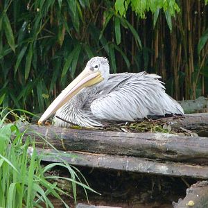 Pink-backed pelican -ZooParc de Beauval (2025)