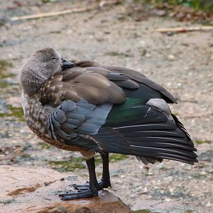 Blue-winged goose -ZooParc de Beauval (2025)