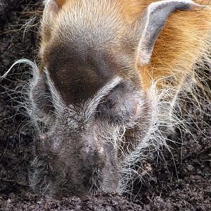 Red river hog -ZooParc de Beauval (2025)