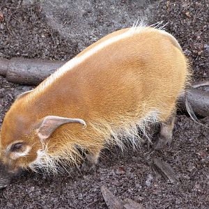 Red river hog -ZooParc de Beauval (2025)