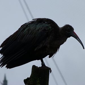 Hadada ibis -ZooParc de Beauval (2025)