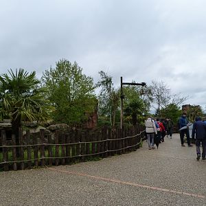 View around lion complex -ZooParc de Beauval (2025)