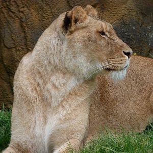Lion -ZooParc de Beauval (2025)
