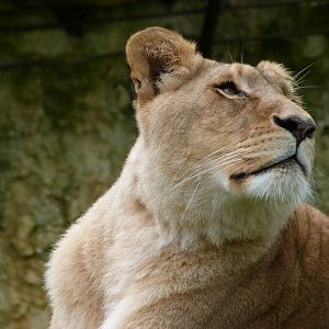 Lion -ZooParc de Beauval (2025)