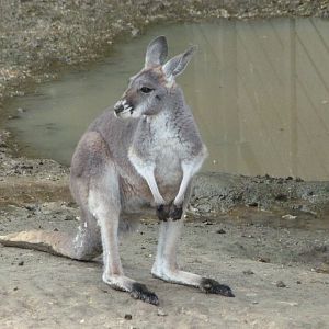 Red kangaroo -ZooParc de Beauval (2025)