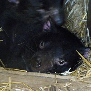 Tasmanian devils -ZooParc de Beauval (2025)