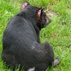 Tasmanian devil -ZooParc de Beauval (2025)