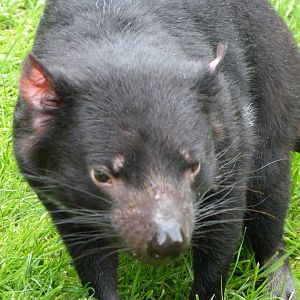Tasmanian devil -ZooParc de Beauval (2025)