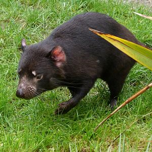 Tasmanian devil -ZooParc de Beauval (2025)