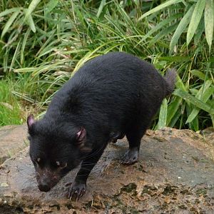 Tasmanian devil -ZooParc de Beauval (2025)