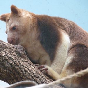 Goodfellow’s tree-kangaroo -ZooParc de Beauval (2025)