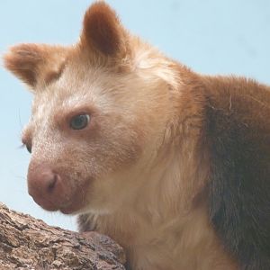 Goodfellow’s tree-kangaroo -ZooParc de Beauval (2025)