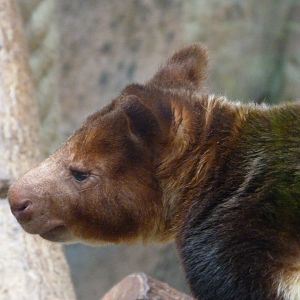 Goodfellow’s tree-kangaroo -ZooParc de Beauval (2025)