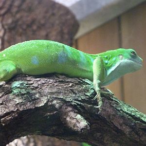 Central Fijian banded iguana -ZooParc de Beauval (2025)