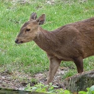 Common hog deer -ZooParc de Beauval (2025)