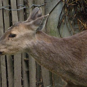 Common hog deer -ZooParc de Beauval (2025)