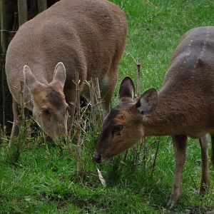 Common hog deer -ZooParc de Beauval (2025)