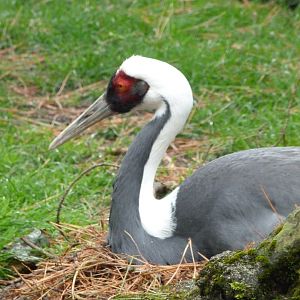 White-naped crane -ZooParc de Beauval (2025)