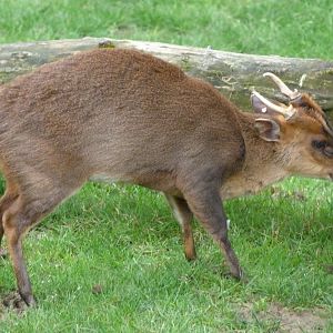 Reeves' muntjac -ZooParc de Beauval (2025)