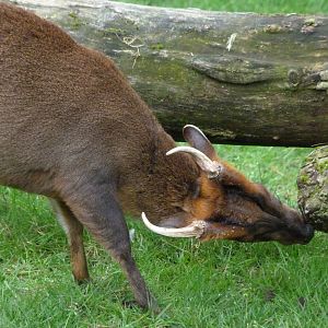 Reeves' muntjac -ZooParc de Beauval (2025)