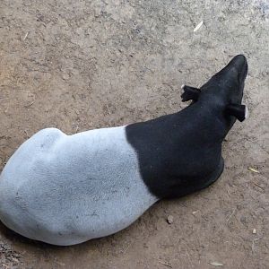Malayan tapir -ZooParc de Beauval (2025)