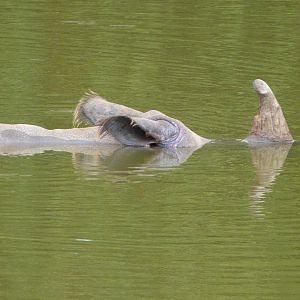Indian rhinoceros -ZooParc de Beauval (2025)
