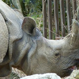 Indian rhinoceros -ZooParc de Beauval (2025)