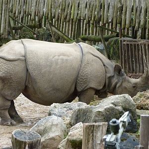 Indian rhinoceros -ZooParc de Beauval (2025)