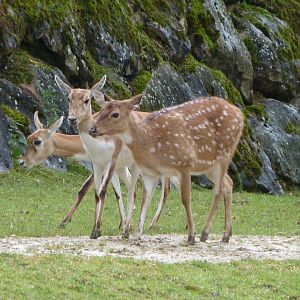 Axis deer and Blackbucks -ZooParc de Beauval (2025)