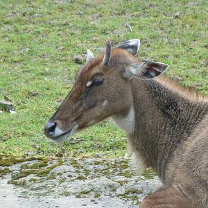 Nilgai -ZooParc de Beauval (2025)