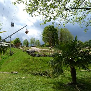 African bush elephant exhibit -ZooParc de Beauval (2025)