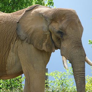 African bush elephant -ZooParc de Beauval (2025)