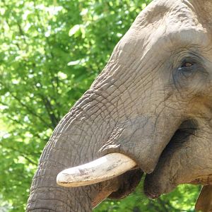African bush elephant -ZooParc de Beauval (2025)