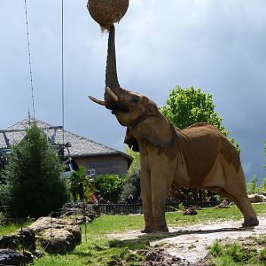 African bush elephant -ZooParc de Beauval (2025)