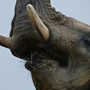 African bush elephant -ZooParc de Beauval (2025)