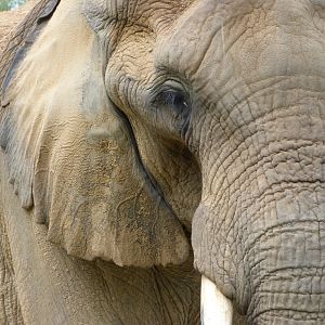 African bush elephant -ZooParc de Beauval (2025)