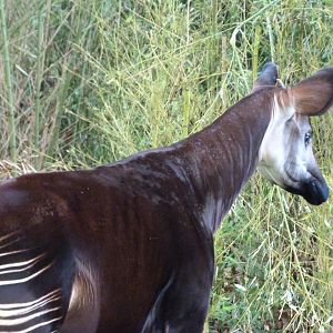 Okapi -ZooParc de Beauval (2025)