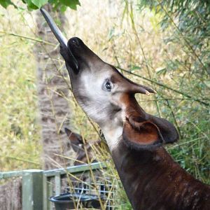 Okapi -ZooParc de Beauval (2025)