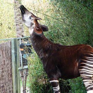 Okapi -ZooParc de Beauval (2025)