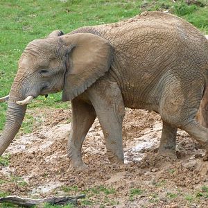 African bush elephant -ZooParc de Beauval (2025)