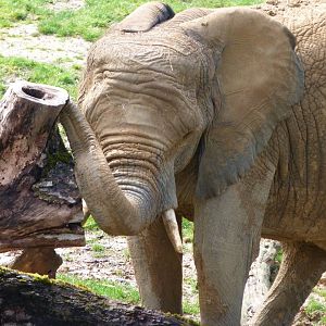 African bush elephant -ZooParc de Beauval (2025)