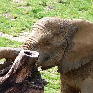 African bush elephant -ZooParc de Beauval (2025)