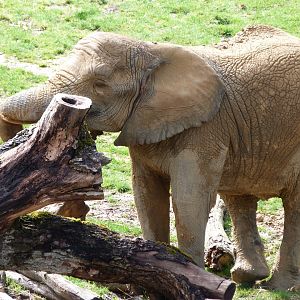 African bush elephant -ZooParc de Beauval (2025)