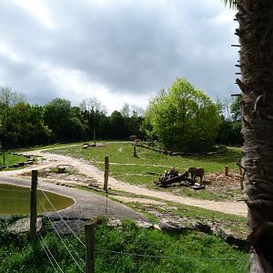 African bush elephant exhibit -ZooParc de Beauval (2025)