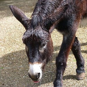 Grand Noir du Berry donkey -ZooParc de Beauval (2025)