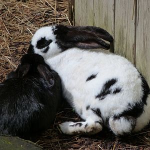 Giant Papillon rabbit -ZooParc de Beauval (2025)