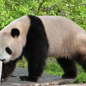 Giant panda -ZooParc de Beauval (2025)