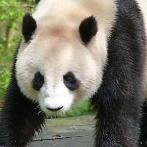 Giant panda -ZooParc de Beauval (2025)
