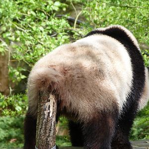 Giant panda -ZooParc de Beauval (2025)